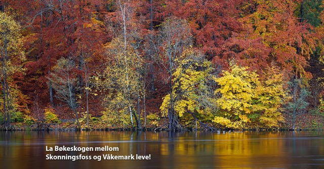 La_bøkeskogen_mellom_Skonningsfoss_og_Våkemark_leve!1.jpg