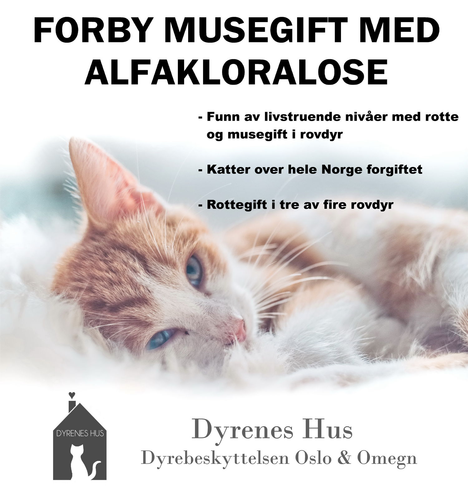 Forby Muse Og Rottegift Med Alfakloralose Opprop Net