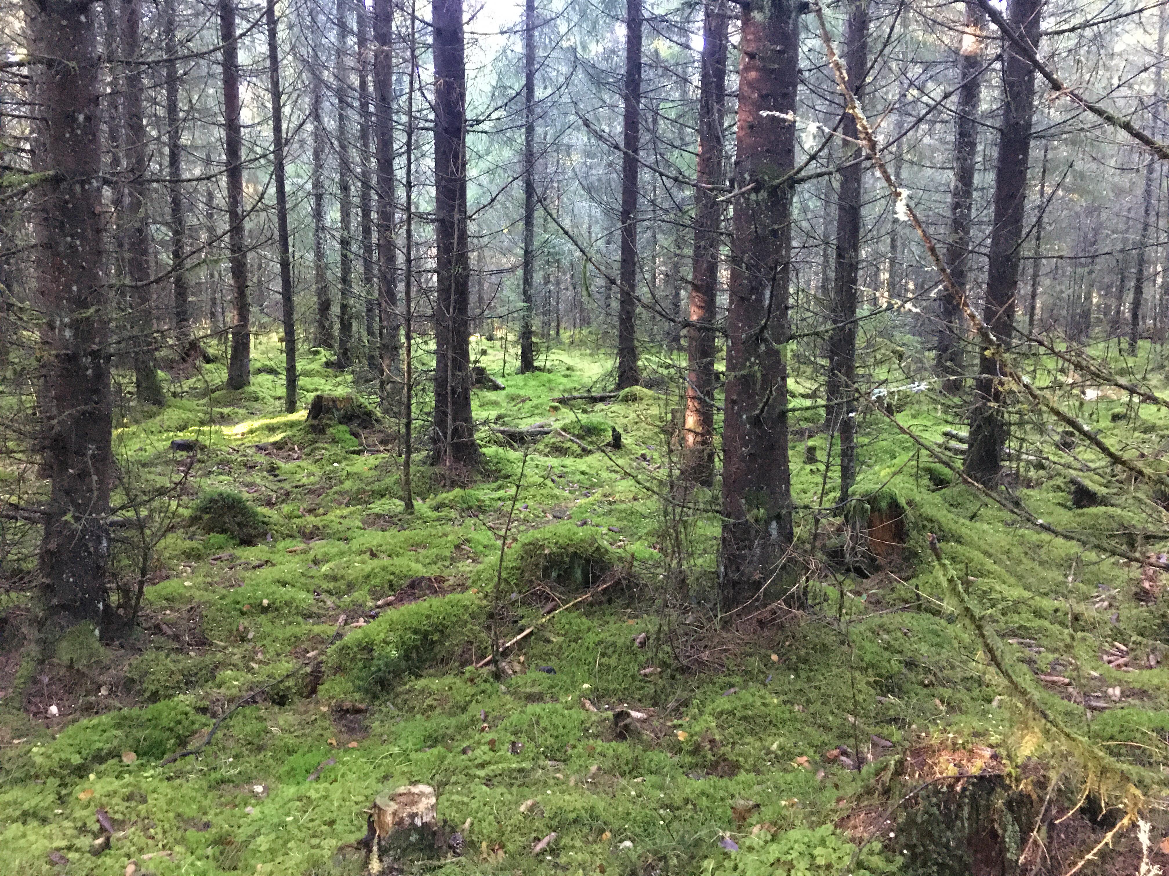 Vollskogen2.jpg