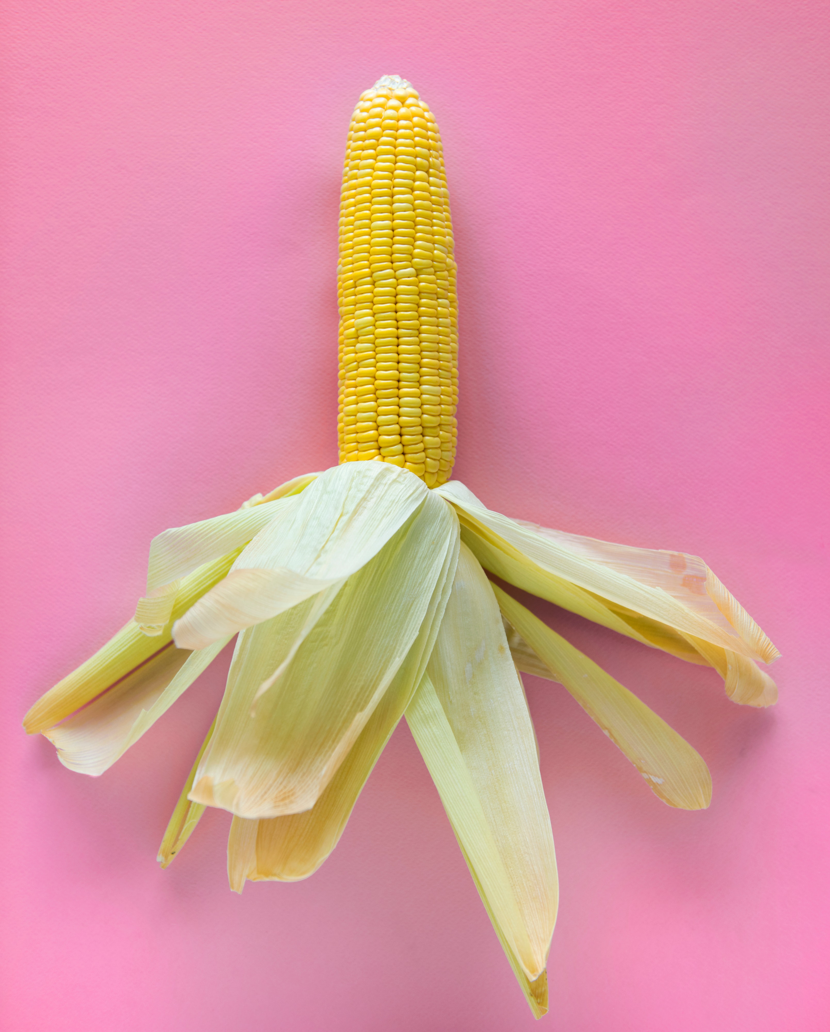 background-bright-corn-1253531.jpg